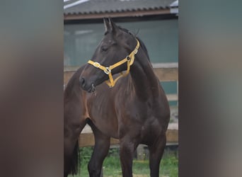 Otras razas, Yegua, 3 años, 160 cm, Castaño oscuro