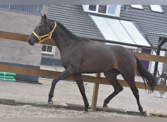 Otras razas, Yegua, 3 años, 160 cm, Castaño oscuro