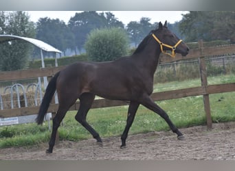 Otras razas, Yegua, 3 años, 160 cm, Castaño oscuro
