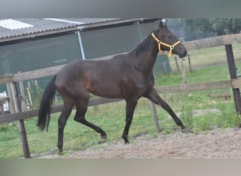 Otras razas, Yegua, 3 años, 160 cm, Castaño oscuro