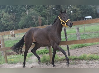 Otras razas, Yegua, 3 años, 160 cm, Castaño oscuro