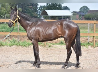 Otras razas, Yegua, 3 años, 160 cm, Castaño oscuro