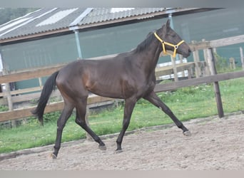 Otras razas, Yegua, 3 años, 160 cm, Castaño oscuro