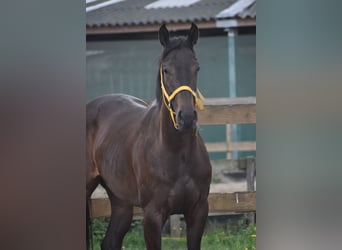 Otras razas, Yegua, 3 años, 160 cm, Castaño oscuro