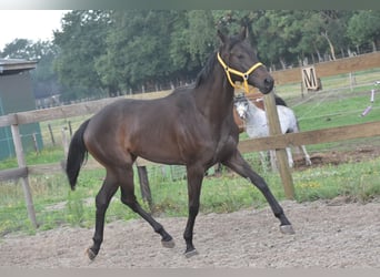Otras razas, Yegua, 3 años, 160 cm, Castaño oscuro