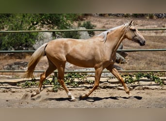 Otras razas, Yegua, 3 años, 160 cm, Palomino