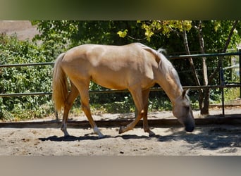 Otras razas, Yegua, 3 años, 160 cm, Palomino