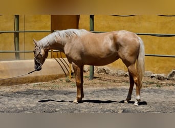 Otras razas, Yegua, 3 años, 160 cm, Palomino