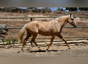 Otras razas, Yegua, 3 años, 160 cm, Palomino