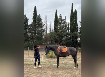 Otras razas, Yegua, 3 años, 160 cm, Tordo