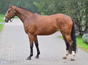 Otras razas, Yegua, 3 años, 161 cm