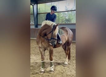 Otras razas, Yegua, 3 años, 162 cm, Alazán-tostado