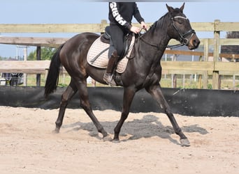 Otras razas, Yegua, 3 años, 162 cm, Castaño oscuro