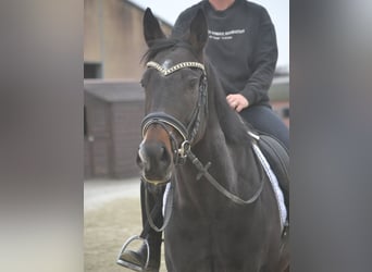 Otras razas, Yegua, 3 años, 163 cm, Negro