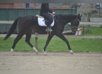 Otras razas, Yegua, 3 años, 163 cm, Negro