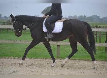 Otras razas, Yegua, 3 años, 163 cm, Negro