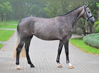 Otras razas, Yegua, 3 años, 168 cm