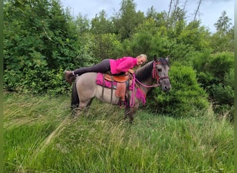Otras razas, Yegua, 4 años, 145 cm, Grullo