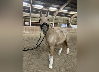 Otras razas, Yegua, 4 años, 147 cm, Palomino