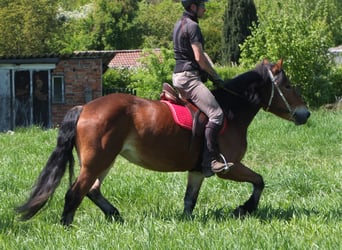 Otras razas Mestizo, Yegua, 4 años, 152 cm, Castaño