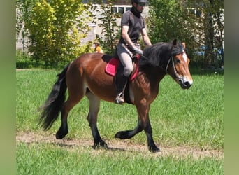 Otras razas Mestizo, Yegua, 4 años, 152 cm, Castaño