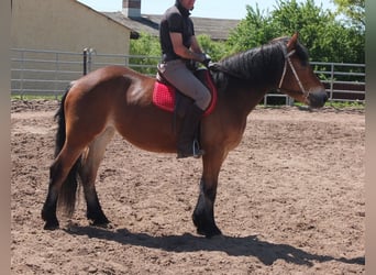 Otras razas Mestizo, Yegua, 4 años, 152 cm, Castaño