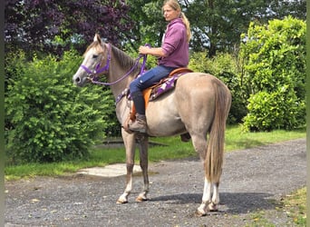 Otras razas, Yegua, 4 años, 152 cm, Musgo marrón