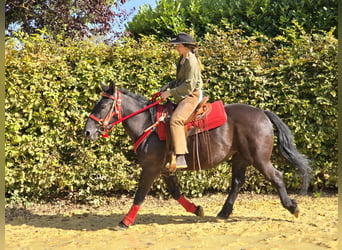 Otras razas, Yegua, 4 años, 153 cm, Negro