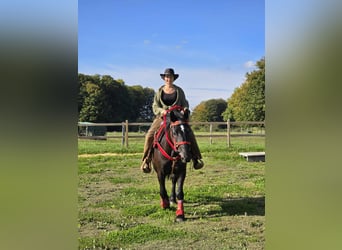 Otras razas, Yegua, 4 años, 153 cm, Negro