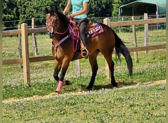 Otras razas Mestizo, Yegua, 4 años, 154 cm, Castaño