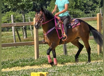 Otras razas Mestizo, Yegua, 4 años, 154 cm, Castaño