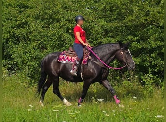 Otras razas, Yegua, 4 años, 154 cm, Negro