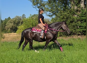 Otras razas, Yegua, 4 años, 154 cm, Negro