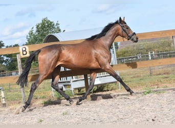 Otras razas, Yegua, 4 años, 155 cm, Castaño
