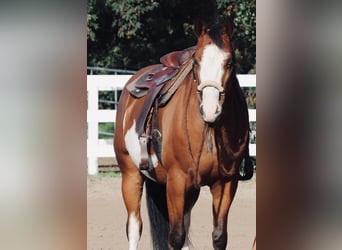 Otras razas Mestizo, Yegua, 4 años, 156 cm, Overo-todas las-capas