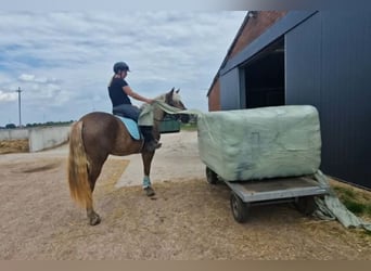 Otras razas, Yegua, 4 años, 157 cm, Palomino
