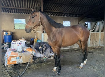 Otras razas, Yegua, 4 años, 160 cm, Castaño