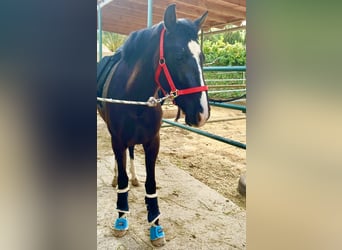 Otras razas Mestizo, Yegua, 4 años, 160 cm, Negro