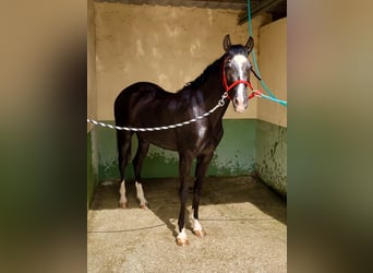 Otras razas Mestizo, Yegua, 4 años, 160 cm, Negro