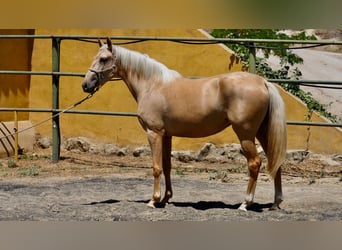 Otras razas, Yegua, 4 años, 160 cm, Palomino