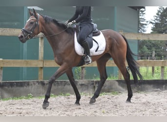 Otras razas, Yegua, 4 años, 163 cm, Castaño oscuro