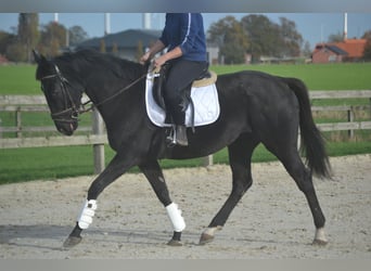 Otras razas, Yegua, 4 años, 165 cm