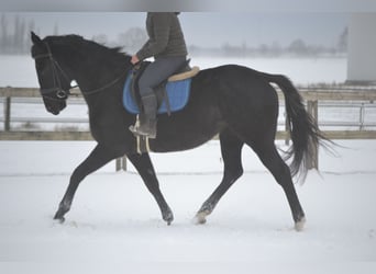 Otras razas, Yegua, 4 años, 165 cm, Negro