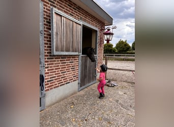 Otras razas Mestizo, Yegua, 5 años, 126 cm, Morcillo