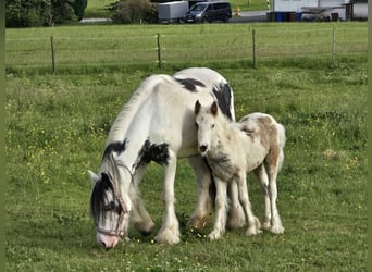Otras razas, Yegua, 5 años, 135 cm, Pío