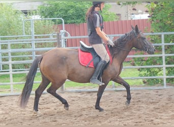 Otras razas, Yegua, 5 años, 147 cm, Castaño oscuro