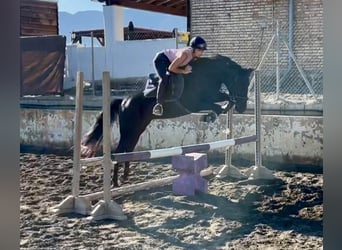 Otras razas, Yegua, 5 años, 147 cm, Negro