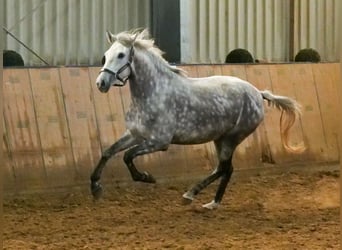 Otras razas, Yegua, 5 años, 152 cm, Tordo rodado