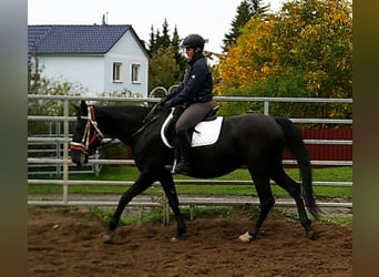 Otras razas Mestizo, Yegua, 5 años, 155 cm, Negro
