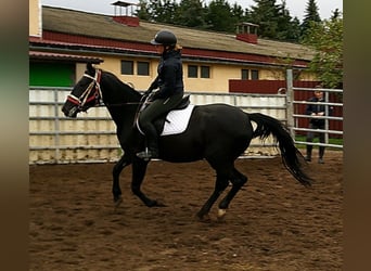 Otras razas Mestizo, Yegua, 5 años, 155 cm, Negro